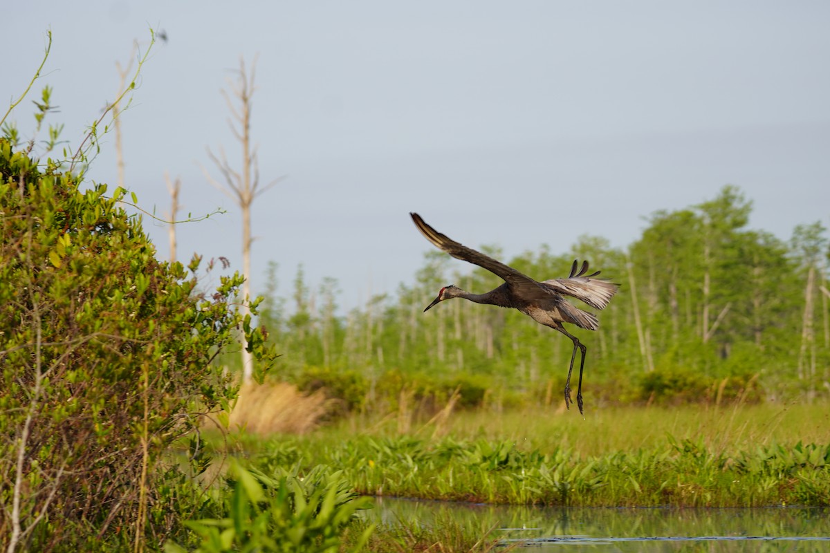 Sandhill Crane - ML618112186