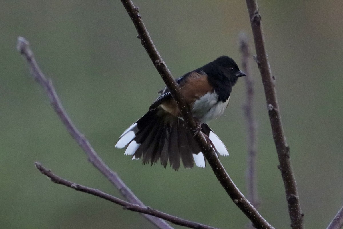 Eastern Towhee - Jo VerMulm