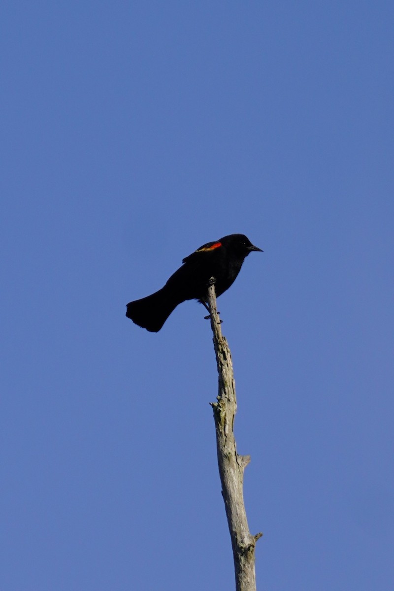Red-winged Blackbird - Miklos Zoldi