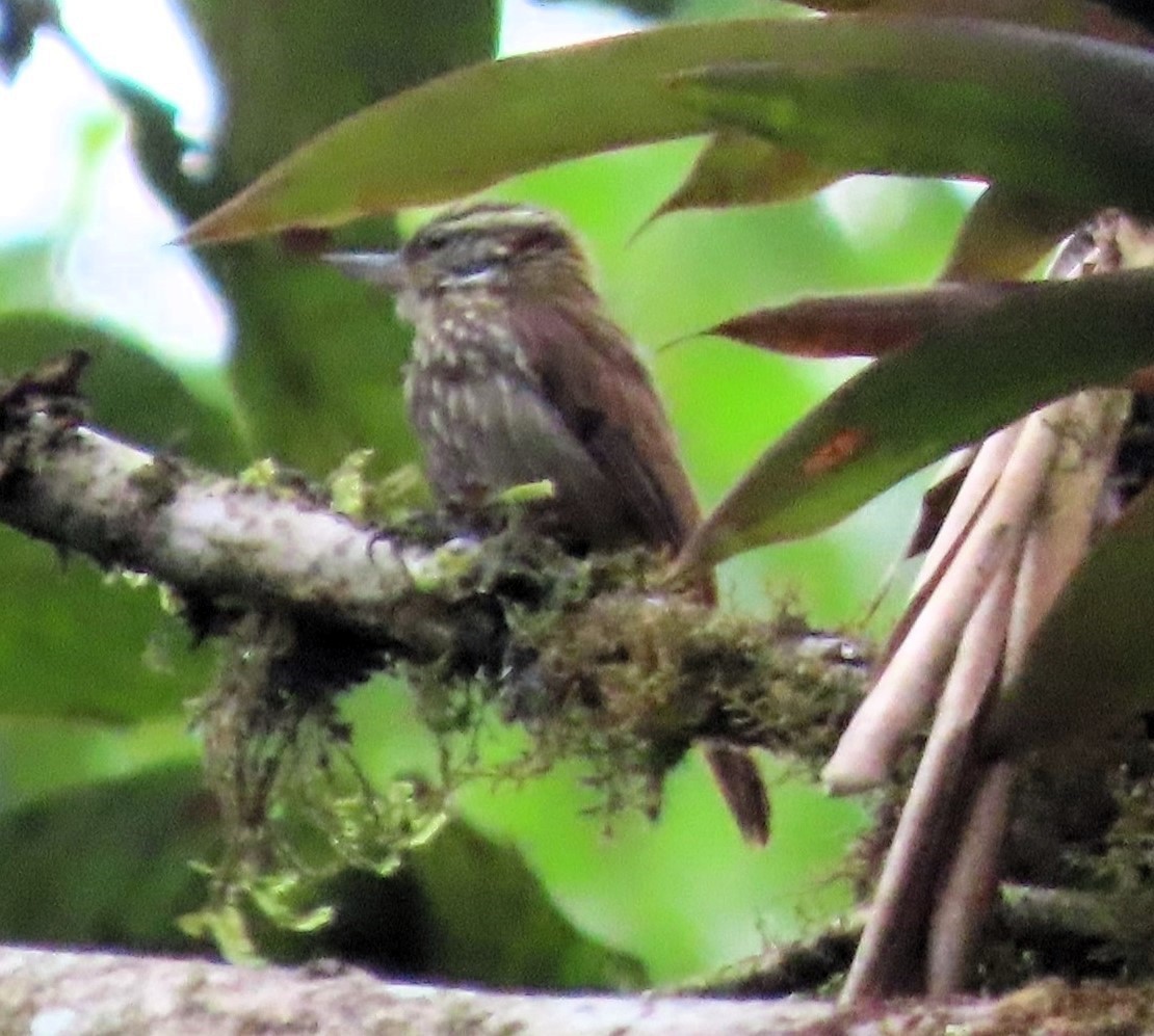 Streaked Xenops - Marsha Hand