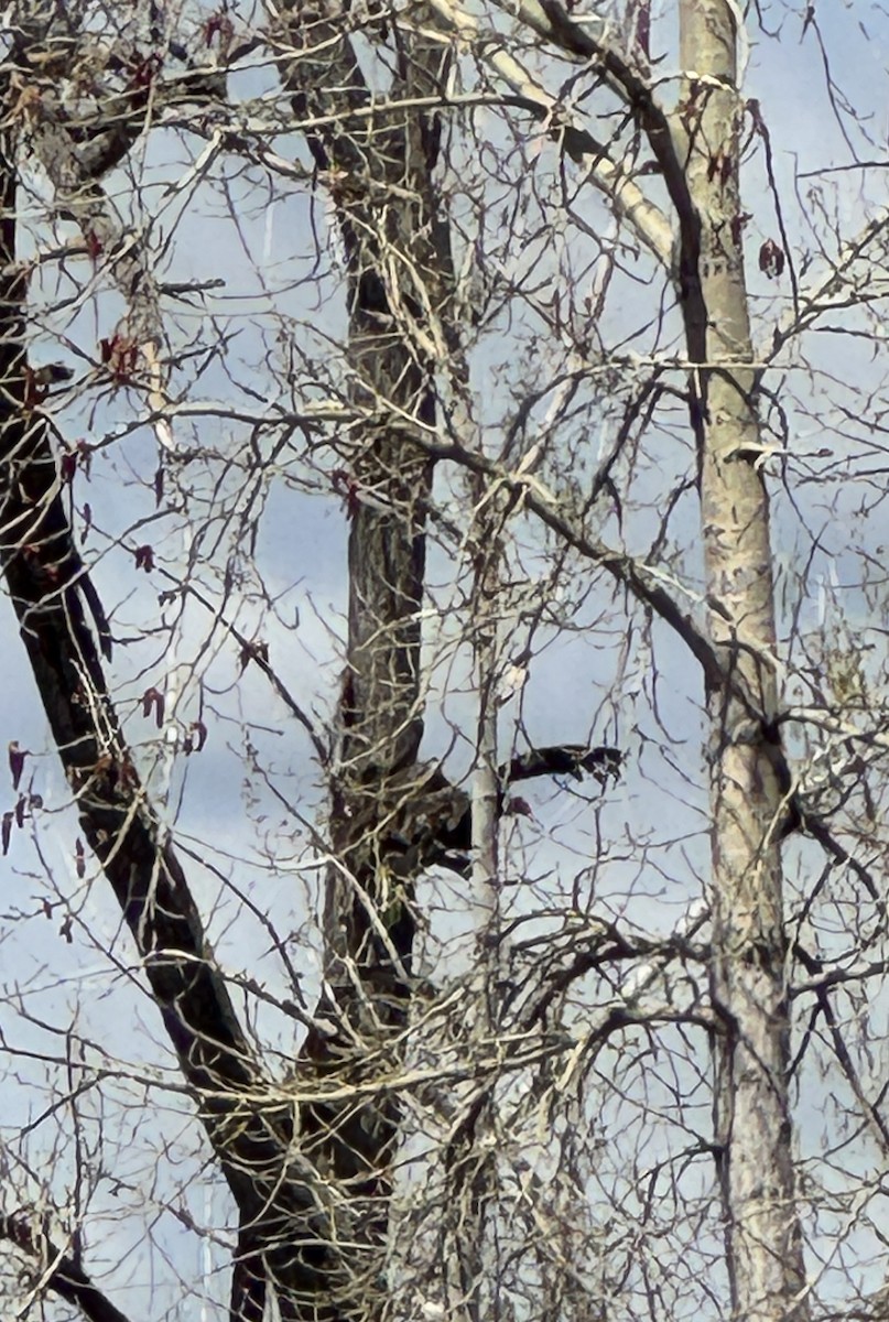 Turkey Vulture - ML618112214