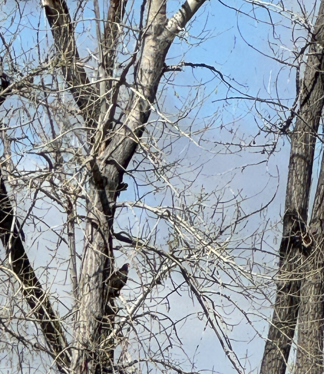 Turkey Vulture - ML618112215