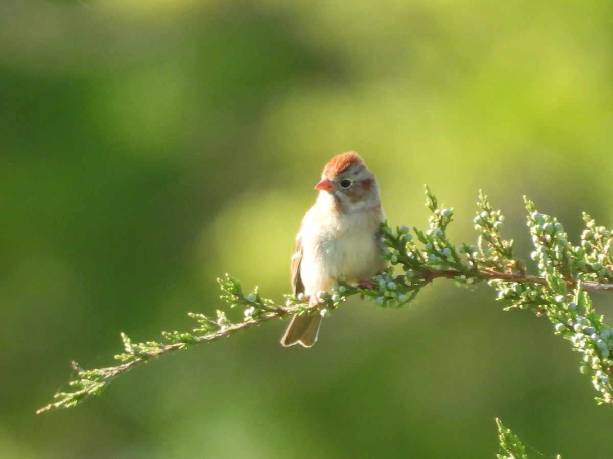 Field Sparrow - ML618112221