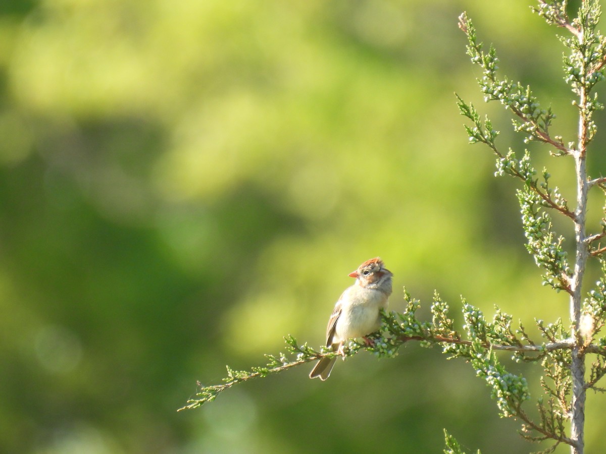 Field Sparrow - ML618112224