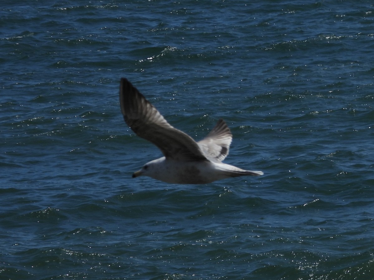 Ring-billed Gull - Gil Aburto-Avila