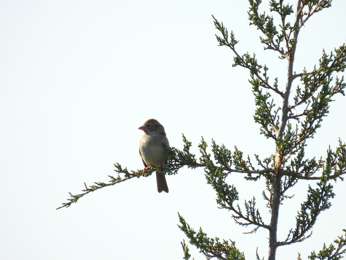 Field Sparrow - ML618112236