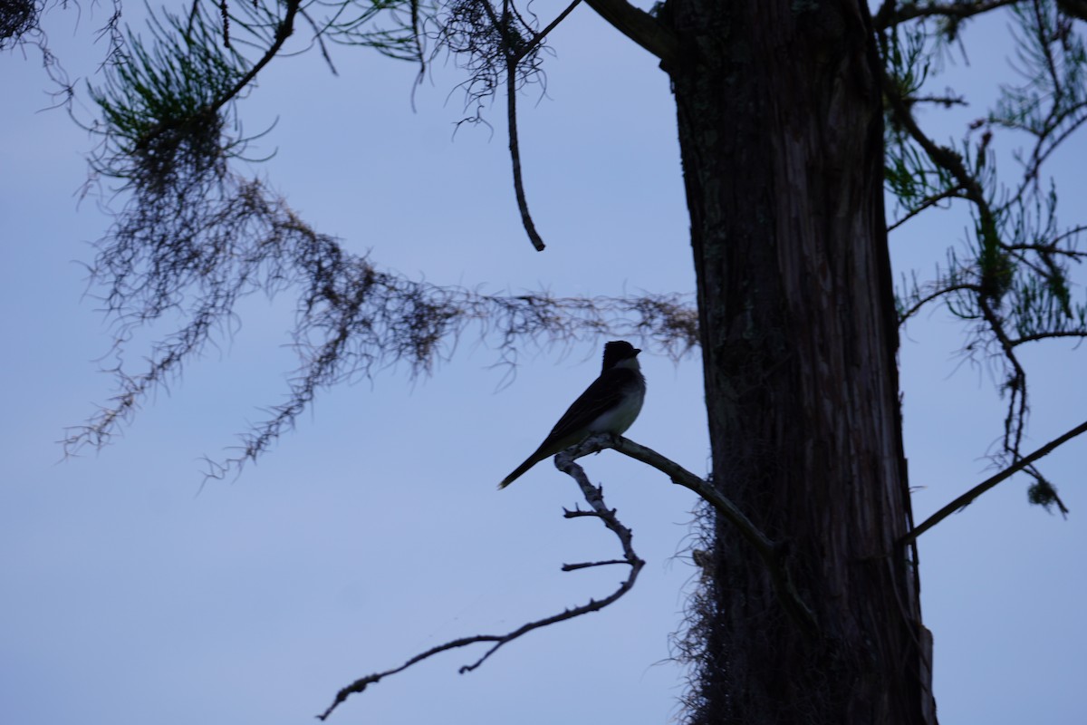 Eastern Kingbird - Miklos Zoldi