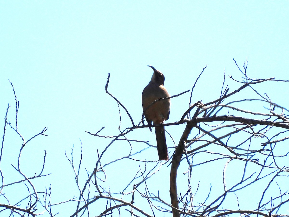 California Thrasher - ML618112256