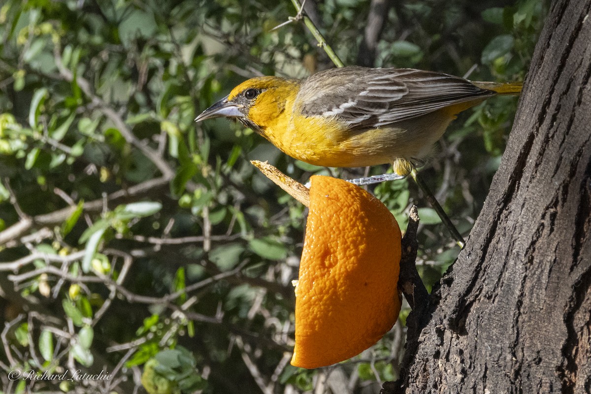 Streak-backed Oriole - Richard Latuchie