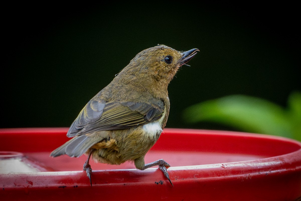 White-sided Flowerpiercer - Peggy Mundy