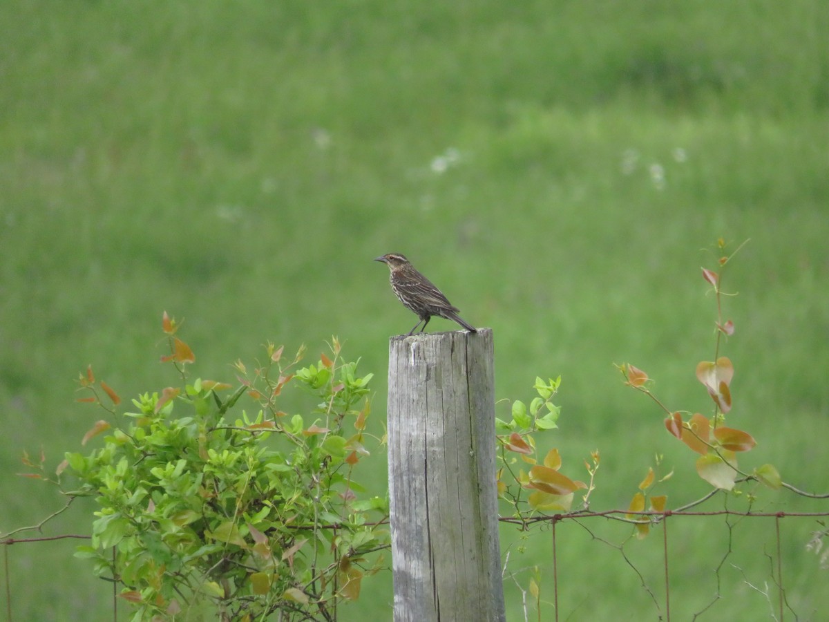 Red-winged Blackbird - Eric Cormier