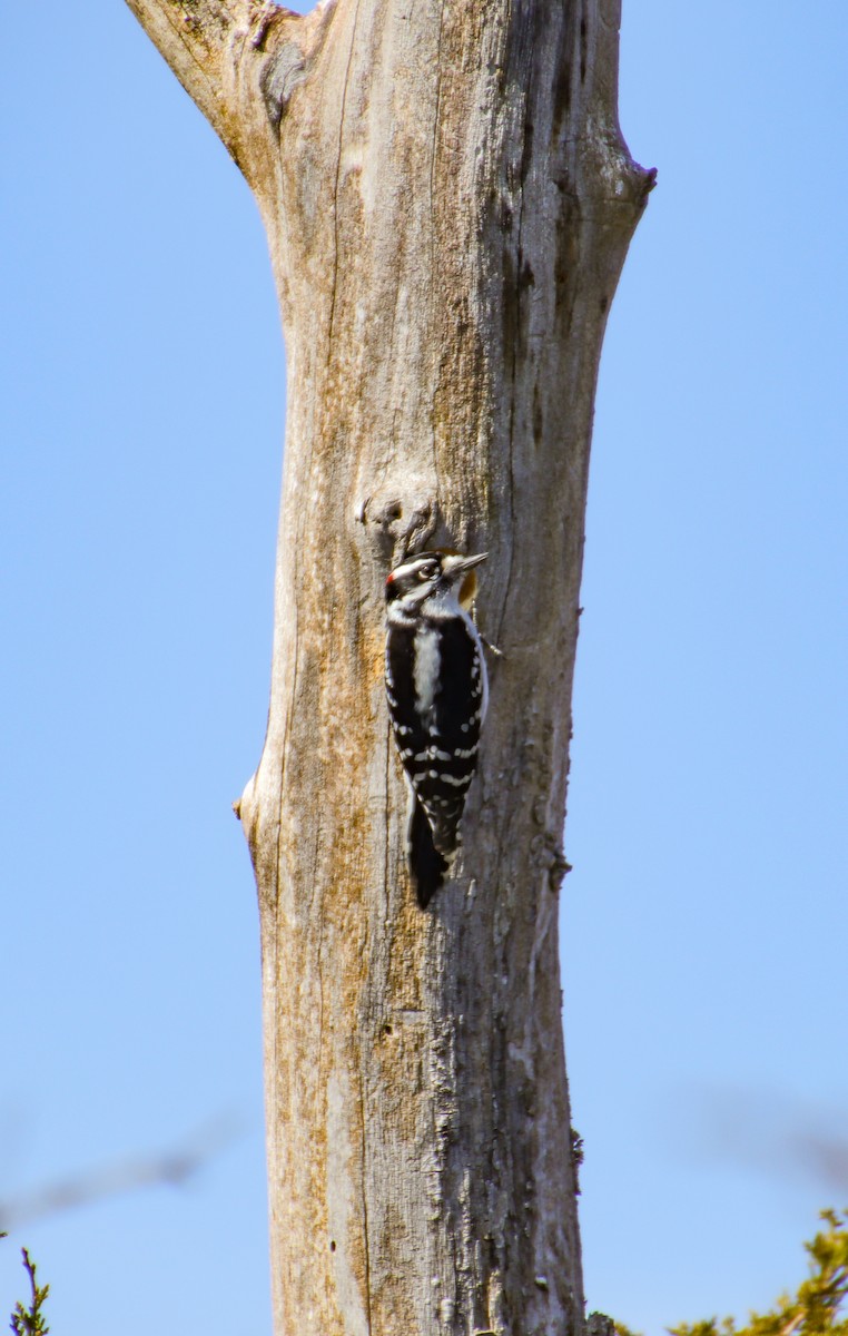 Downy Woodpecker - Anonymous