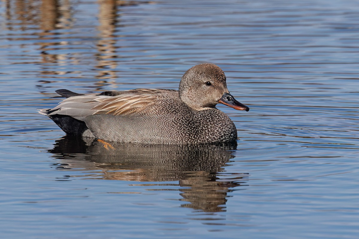 Gadwall - Laval Roy