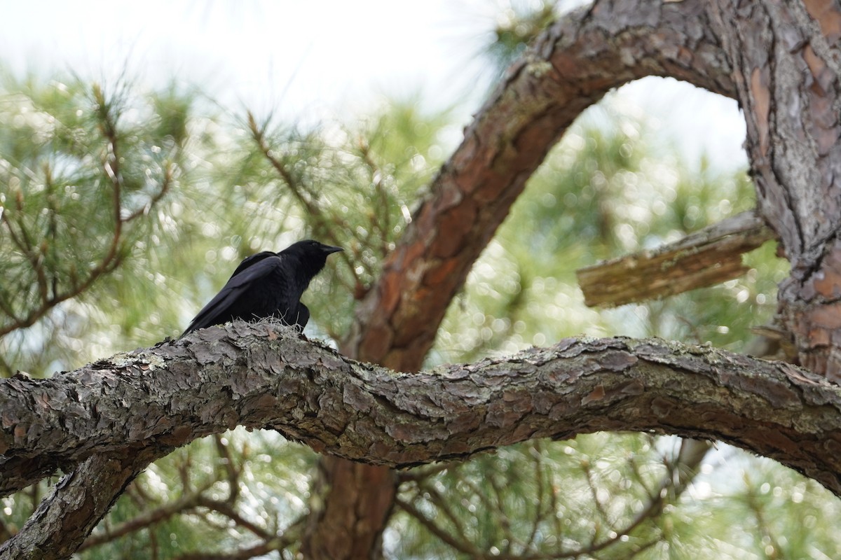 Fish Crow - ML618112288