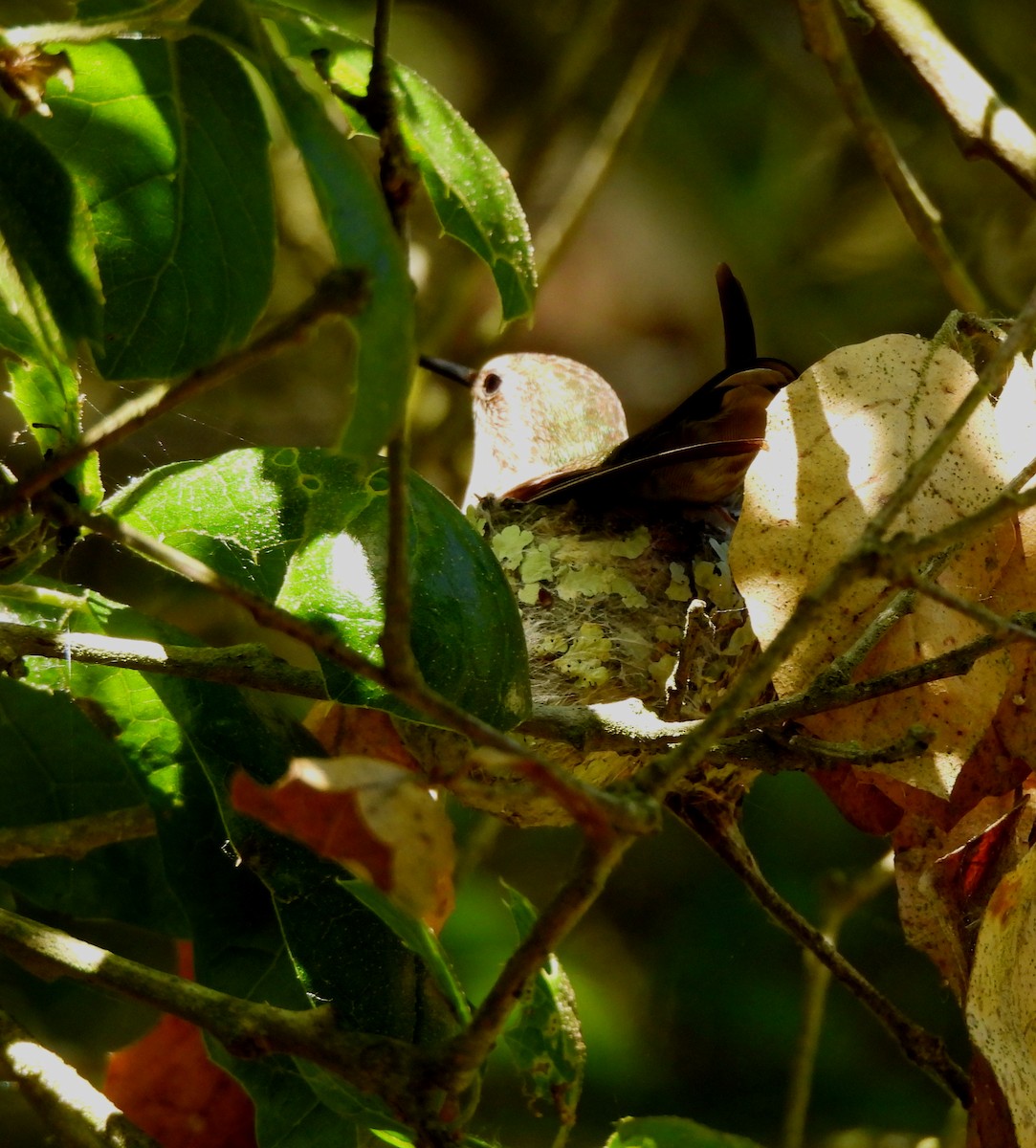Black-chinned Hummingbird - Sharon Wilcox
