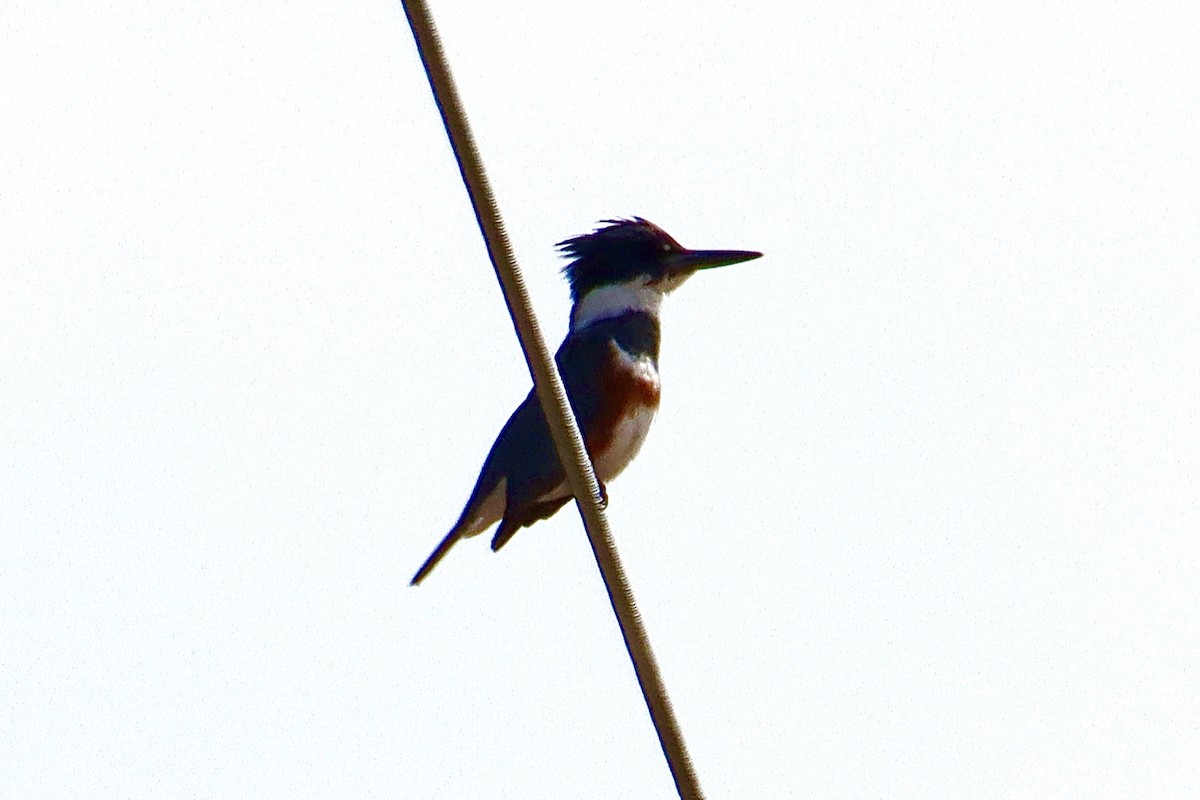 Belted Kingfisher - Francis Porter