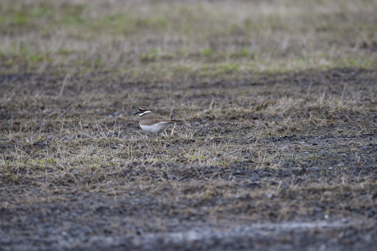 Killdeer - ML618112310