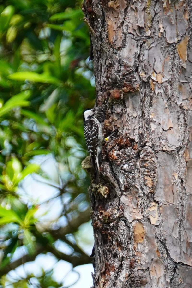 Red-cockaded Woodpecker - ML618112354
