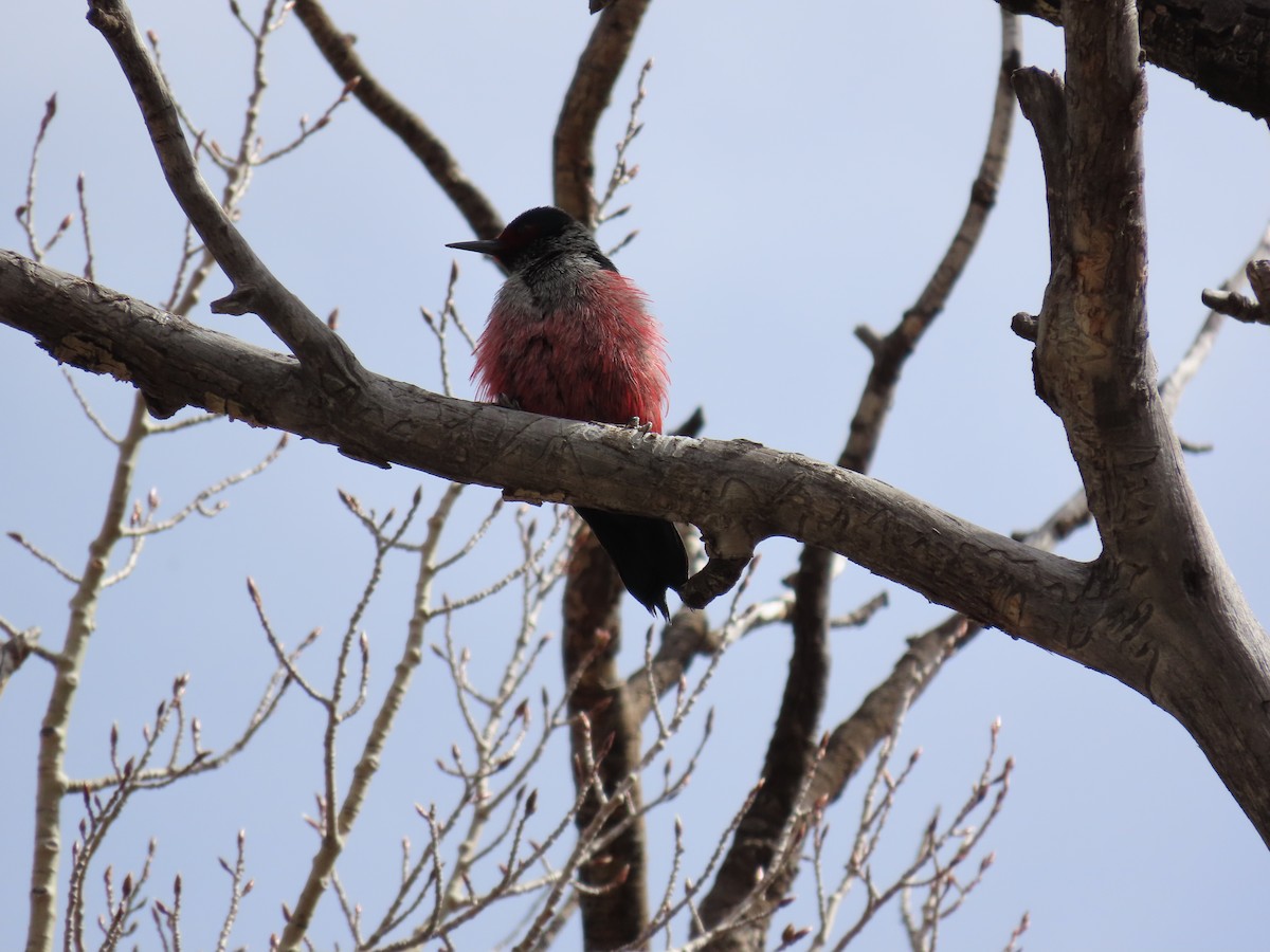 Lewis's Woodpecker - Deborah Essman