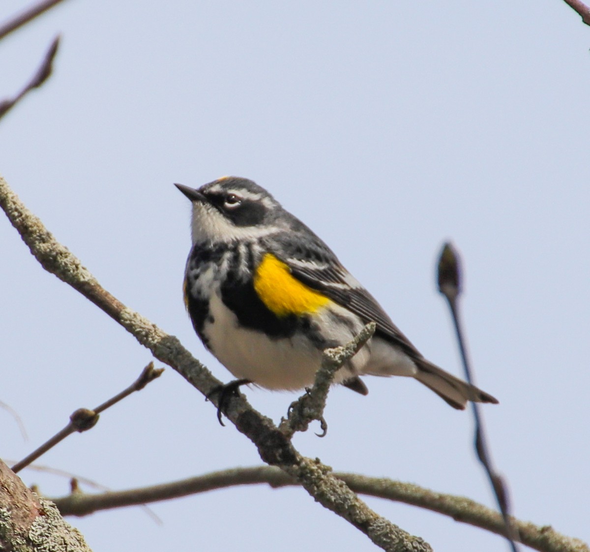 Yellow-rumped Warbler - Anonymous