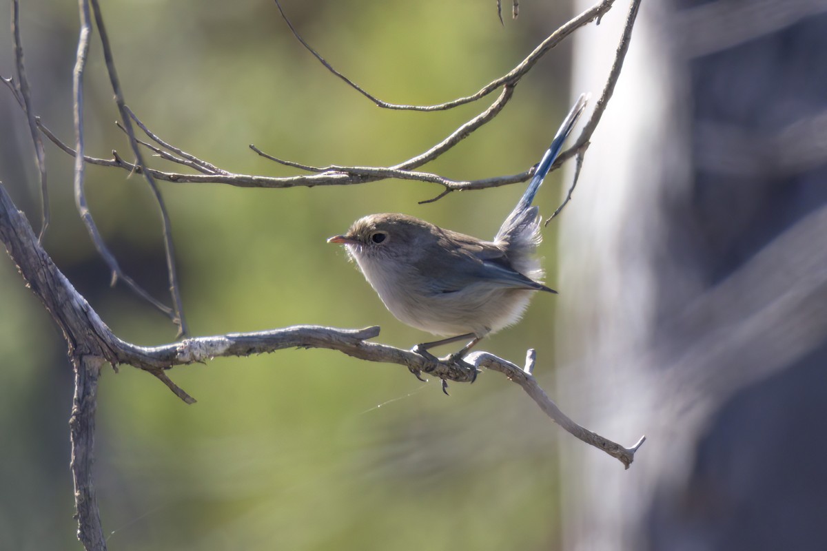 Splendid Fairywren - ML618112413