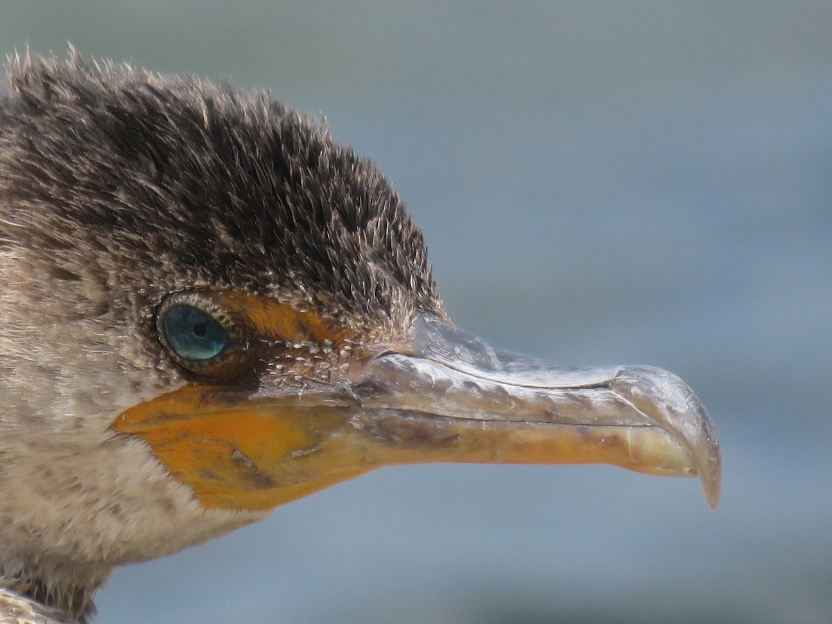 Double-crested Cormorant - shirley franey