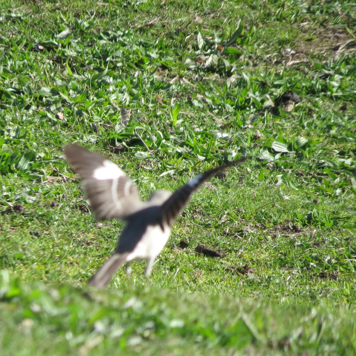 Northern Mockingbird - Kathryn Dia