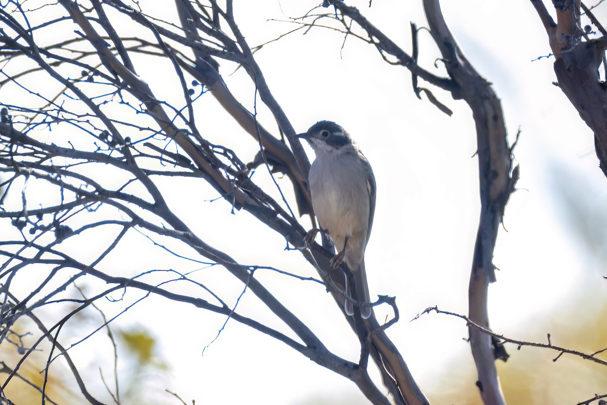 Brown-headed Honeyeater - ML618112421