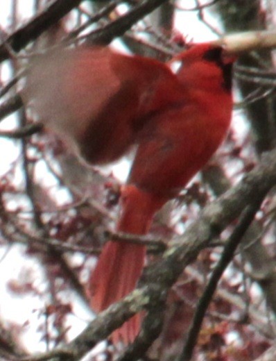 Northern Cardinal - Samuel Harris