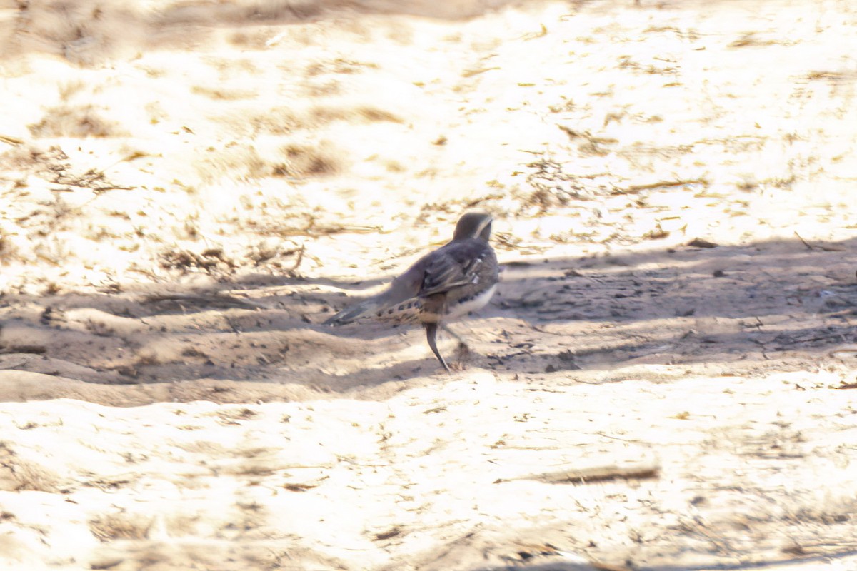 Chestnut Quail-thrush - ML618112427