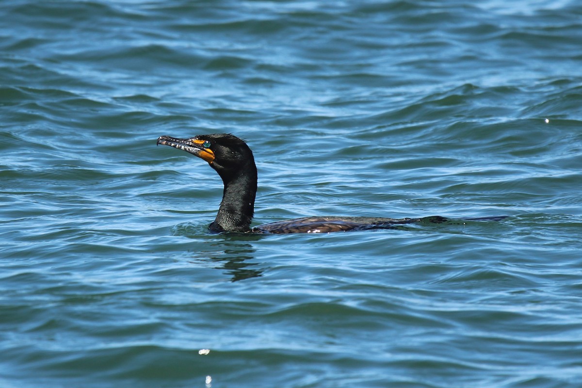 Double-crested Cormorant - Ronnie Van Dommelen