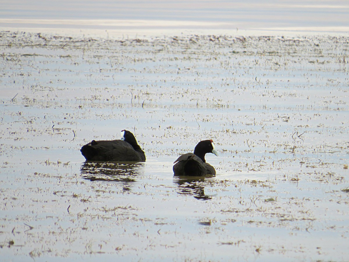 Red-knobbed Coot - ML618112447