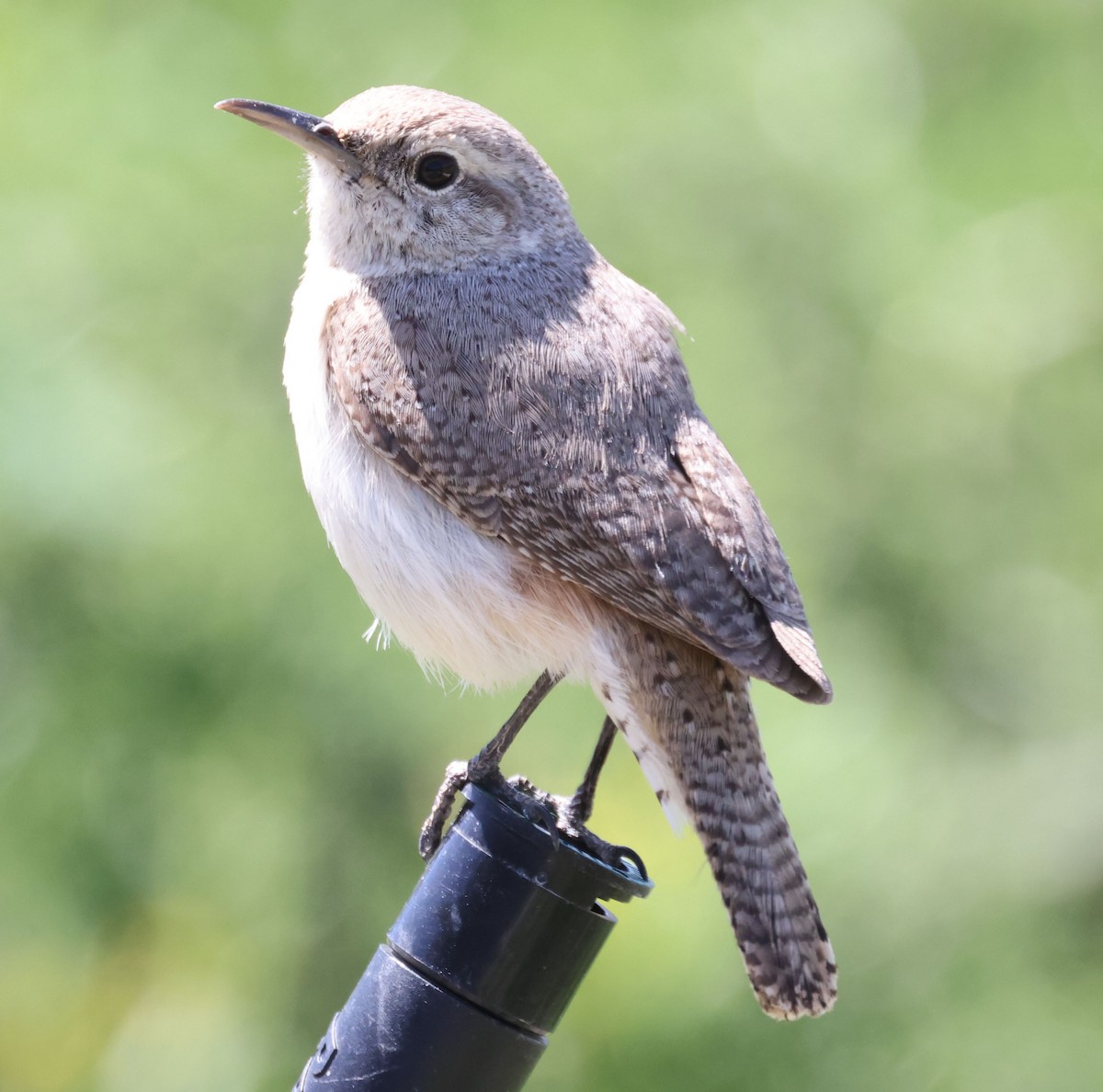 Rock Wren - ML618112477