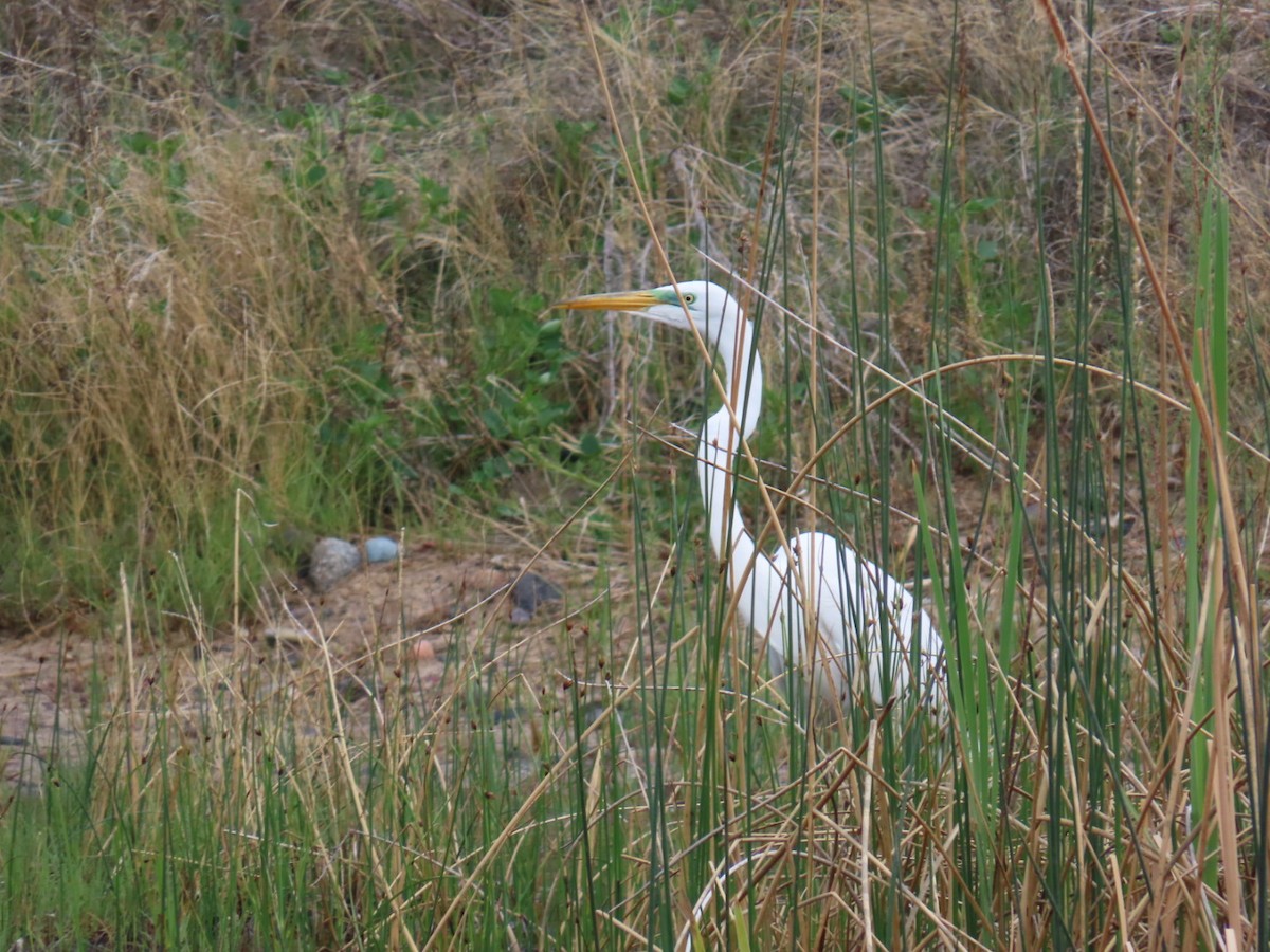 Great Egret - Christine Alexander