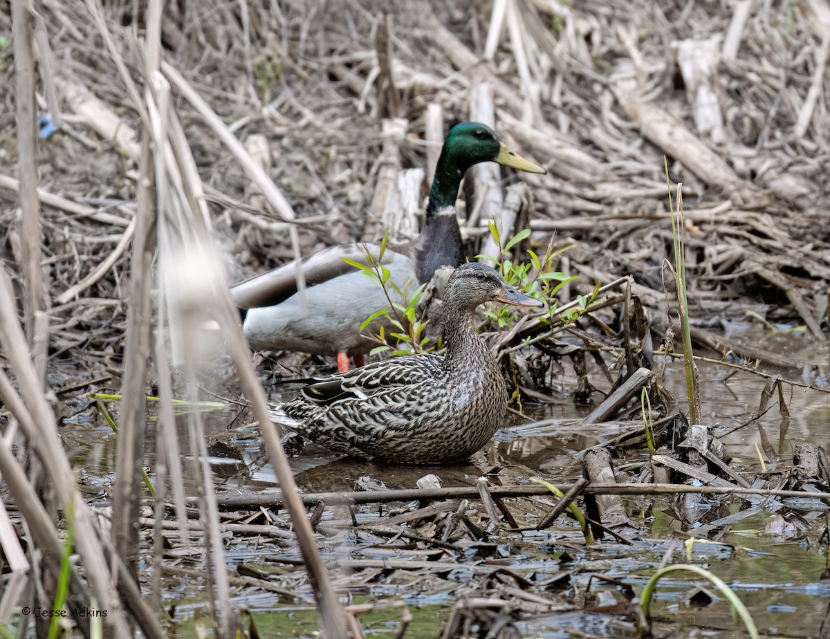 Mallard - Jesse Adkins