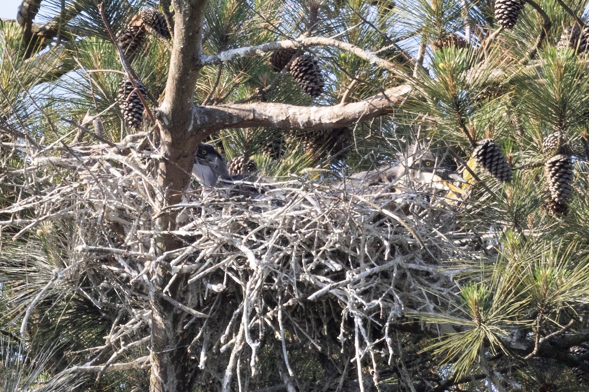 Great Blue Heron - ML618112494