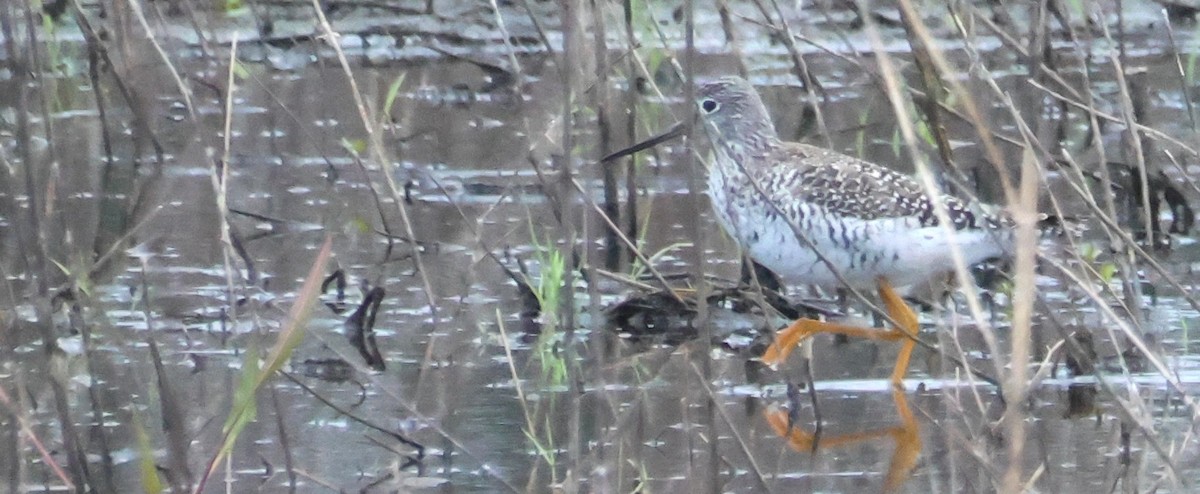 Greater Yellowlegs - ML618112500