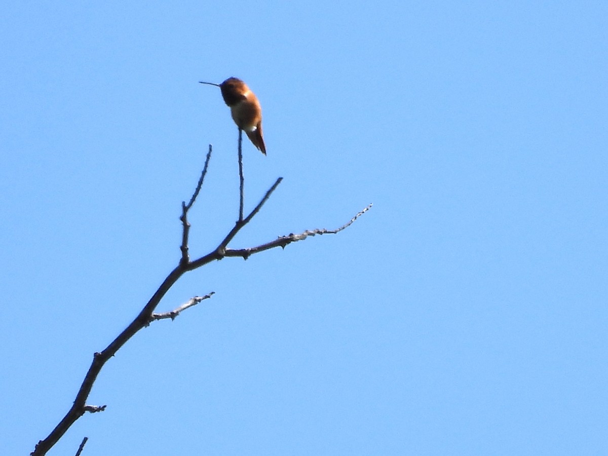 Rufous Hummingbird - ML618112503