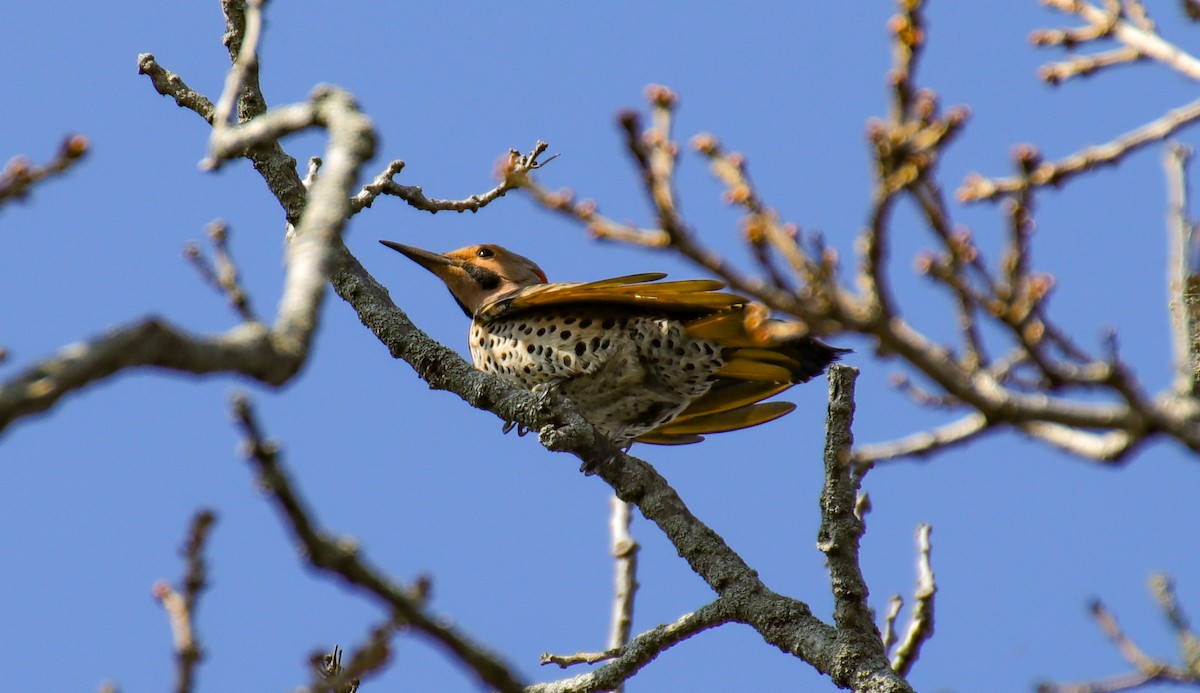 Northern Flicker - ML618112504