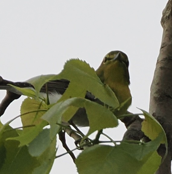 Yellow-throated Vireo - Jeff Lamson