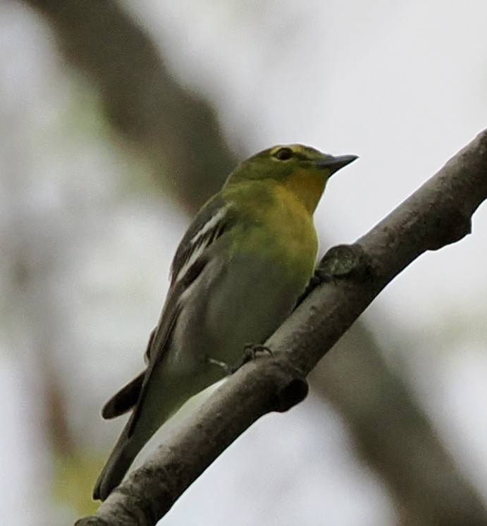 Yellow-throated Vireo - Jeff Lamson