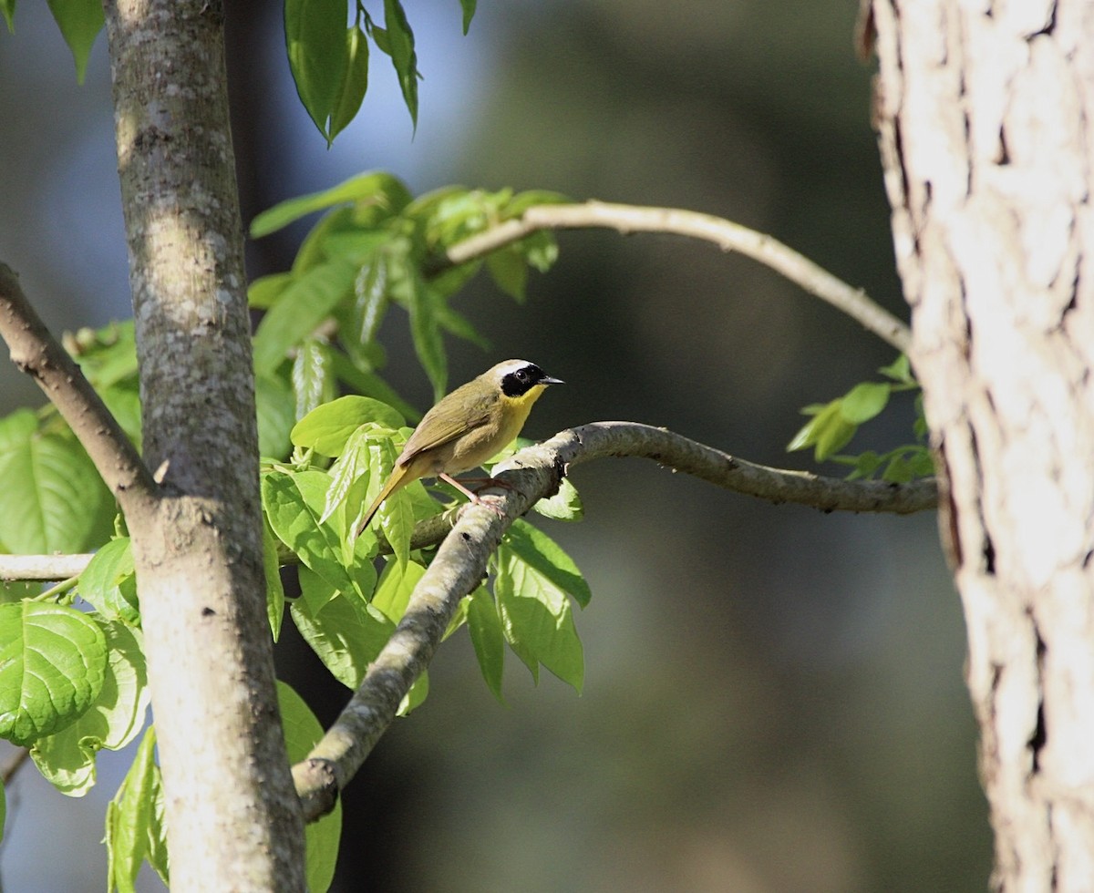 Common Yellowthroat - Perry Copeland