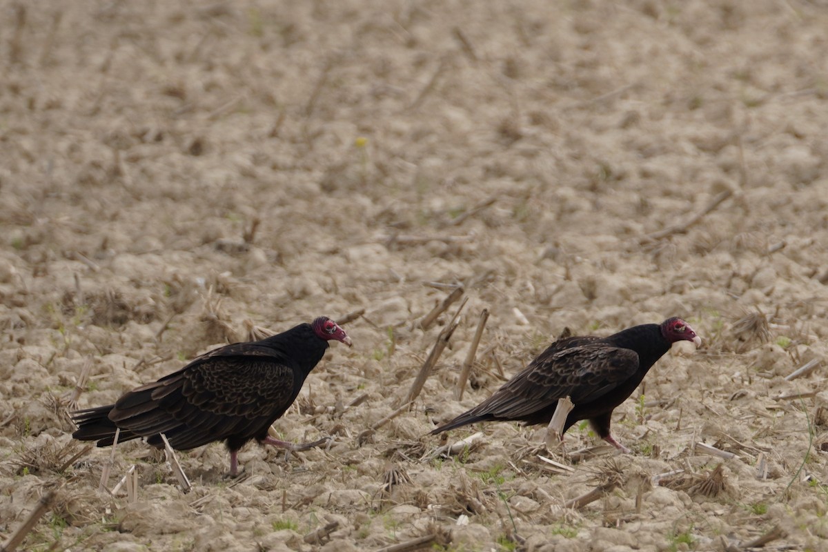 Turkey Vulture - ML618112522