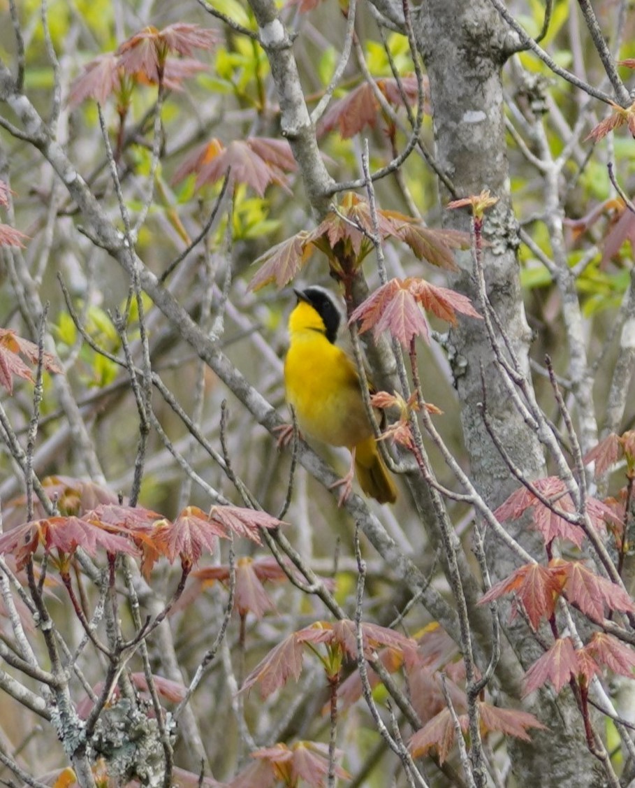 Common Yellowthroat - ML618112545