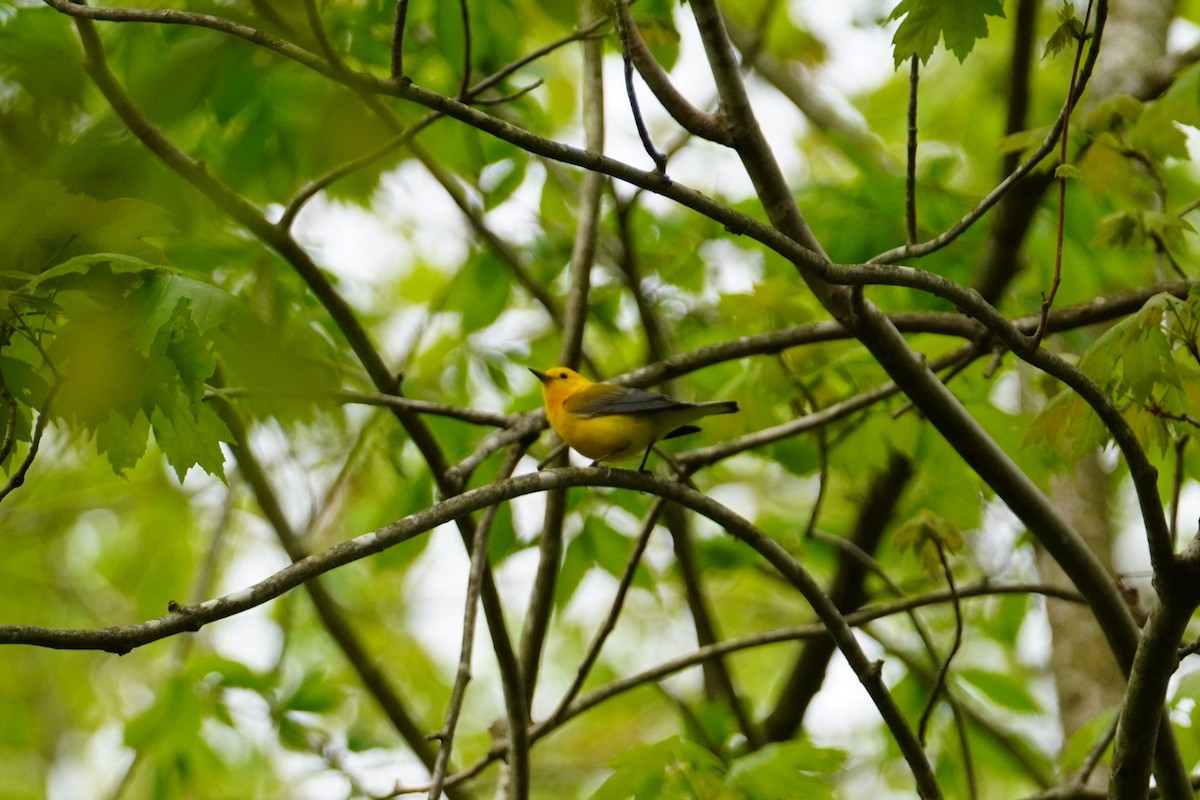 Prothonotary Warbler - ML618112555