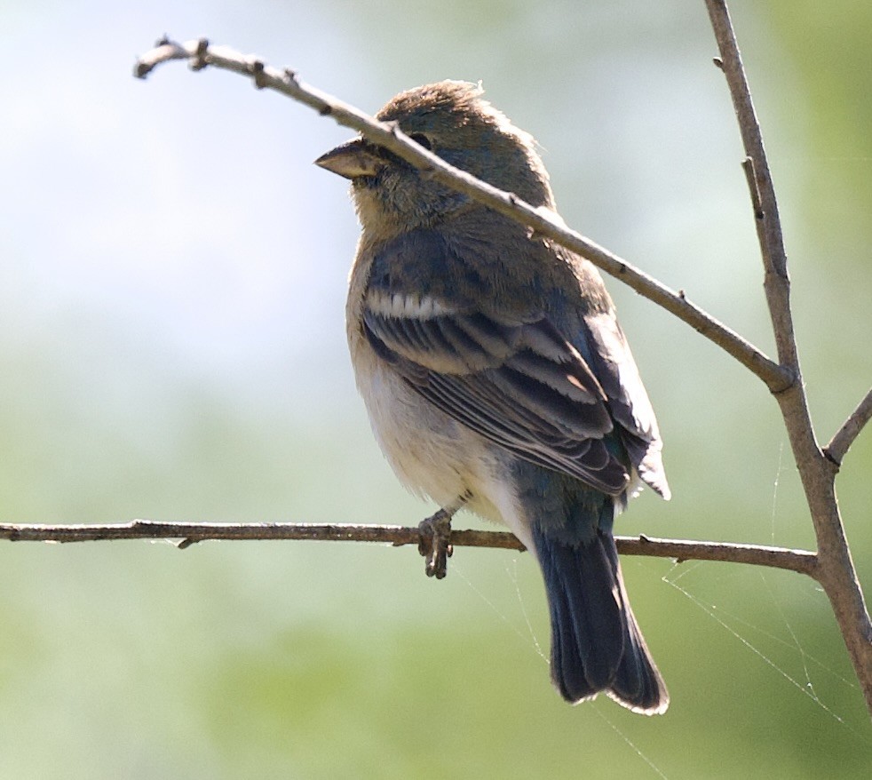 Lazuli Bunting - ML618112557