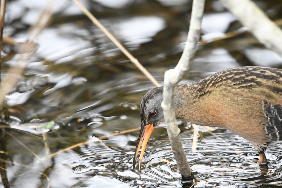 Virginia Rail - Claudia C