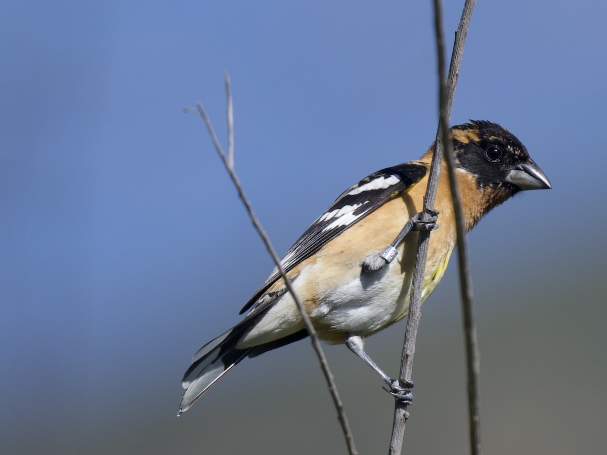 Black-headed Grosbeak - ML618112594