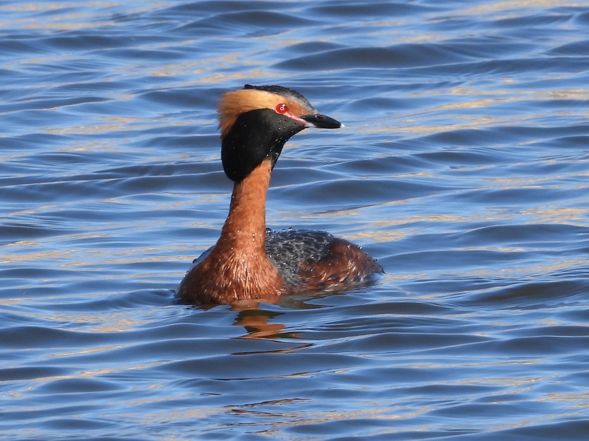 Horned Grebe - Gerard Nachtegaele