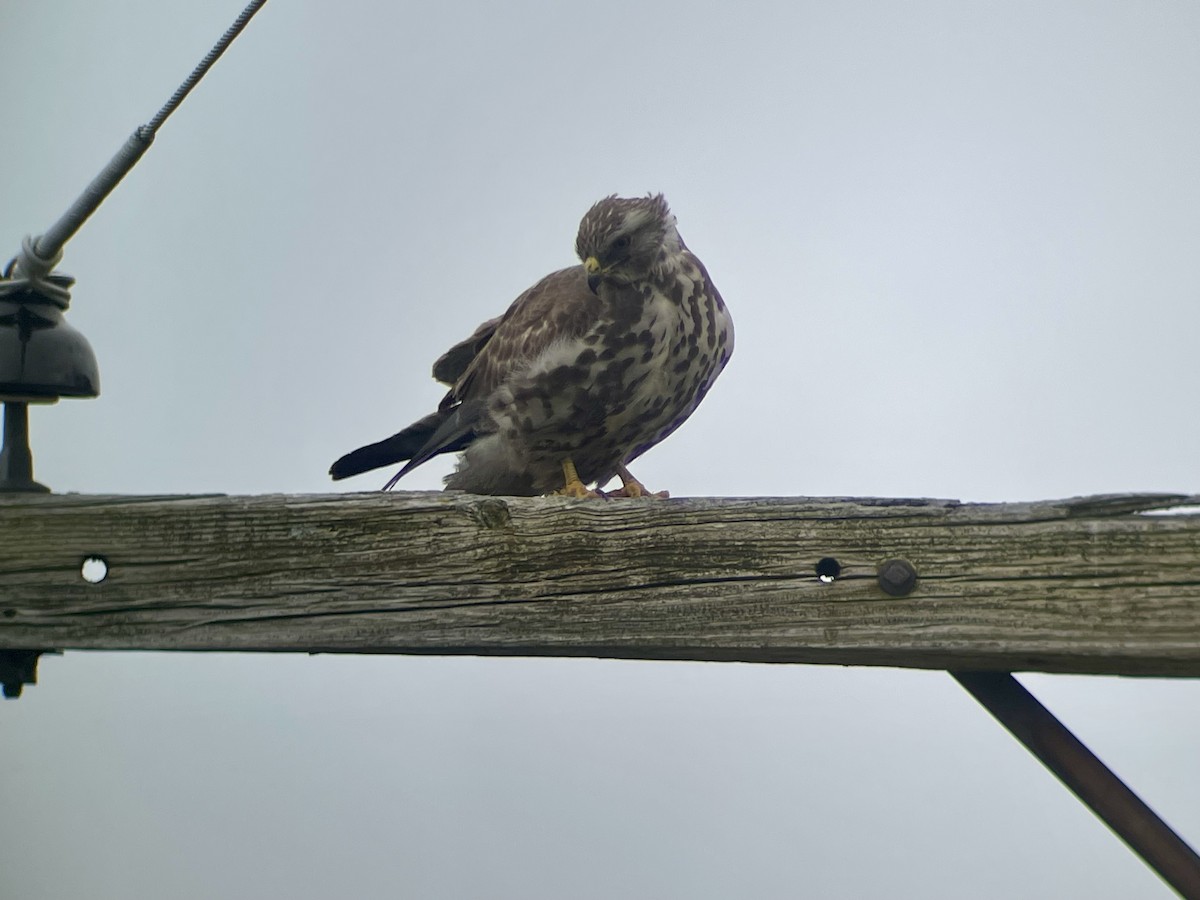 Канюк прерієвий - ML618112629